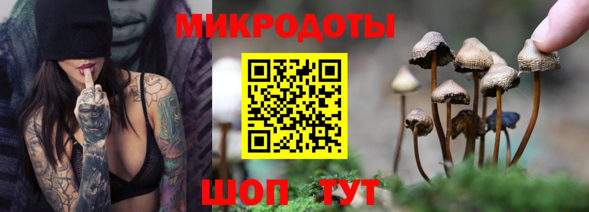 Галлюциногенные грибы Psilocybe Петрозаводск